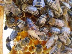 bienenrasse-carnica-imkerverein-hildesheim